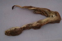 水獺藏品圖，第3張